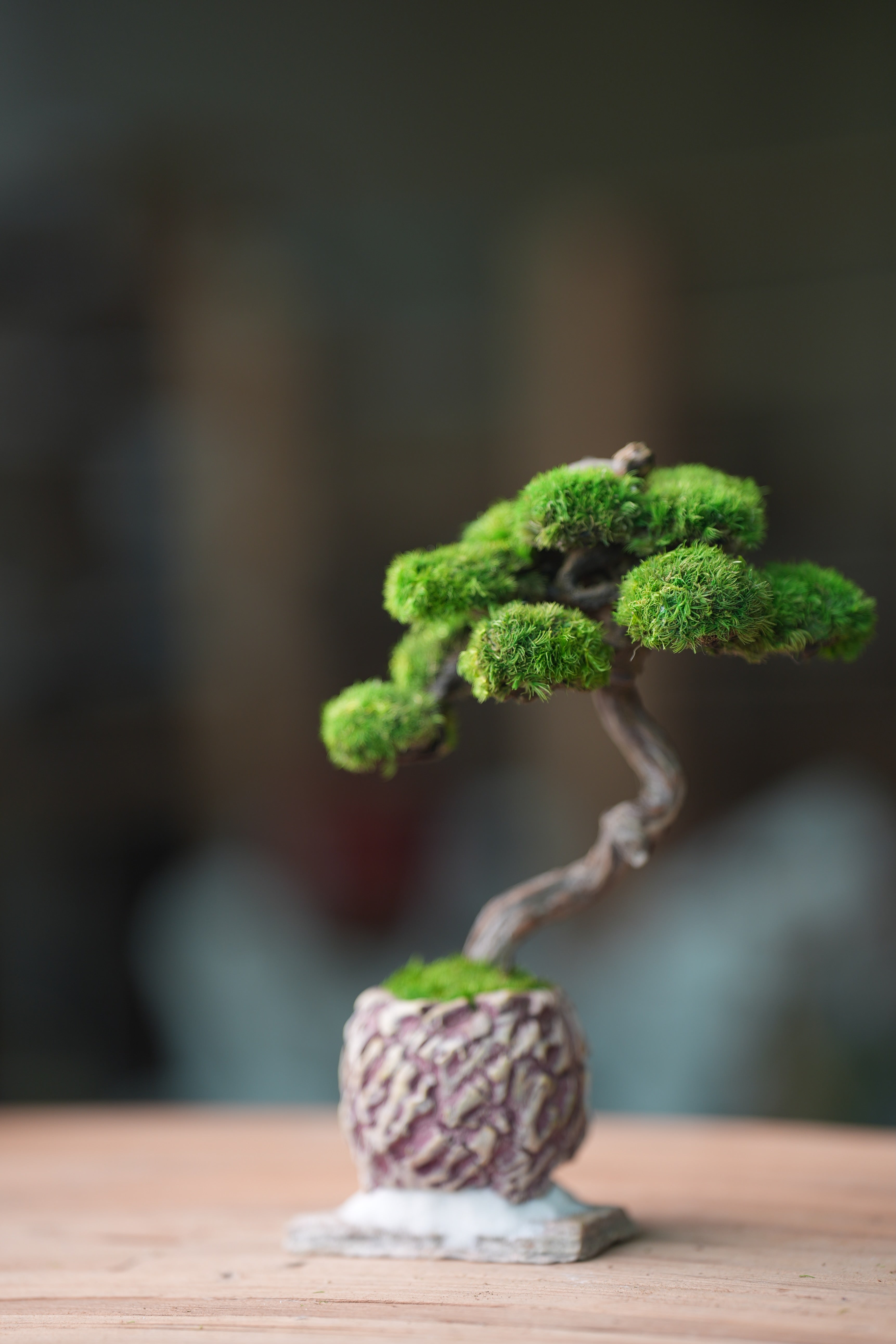 Rosewood - Teaman's Retreat (Preserved Plants)