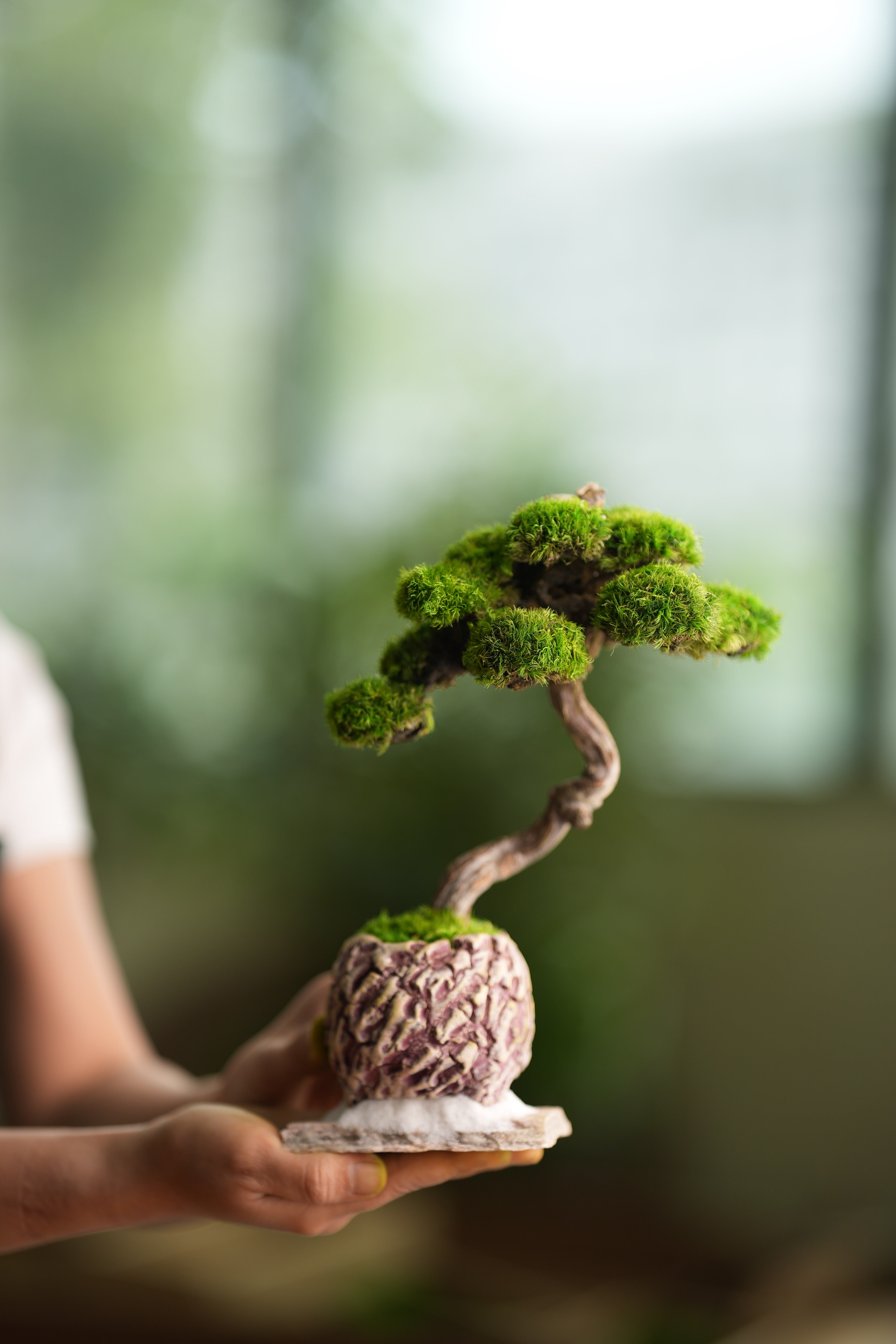 Rosewood - Teaman's Retreat (Preserved Plants)