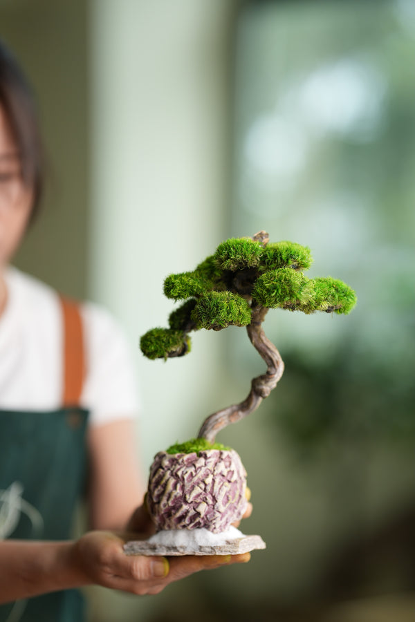 Rosewood - Teaman's Retreat (Preserved Plants)