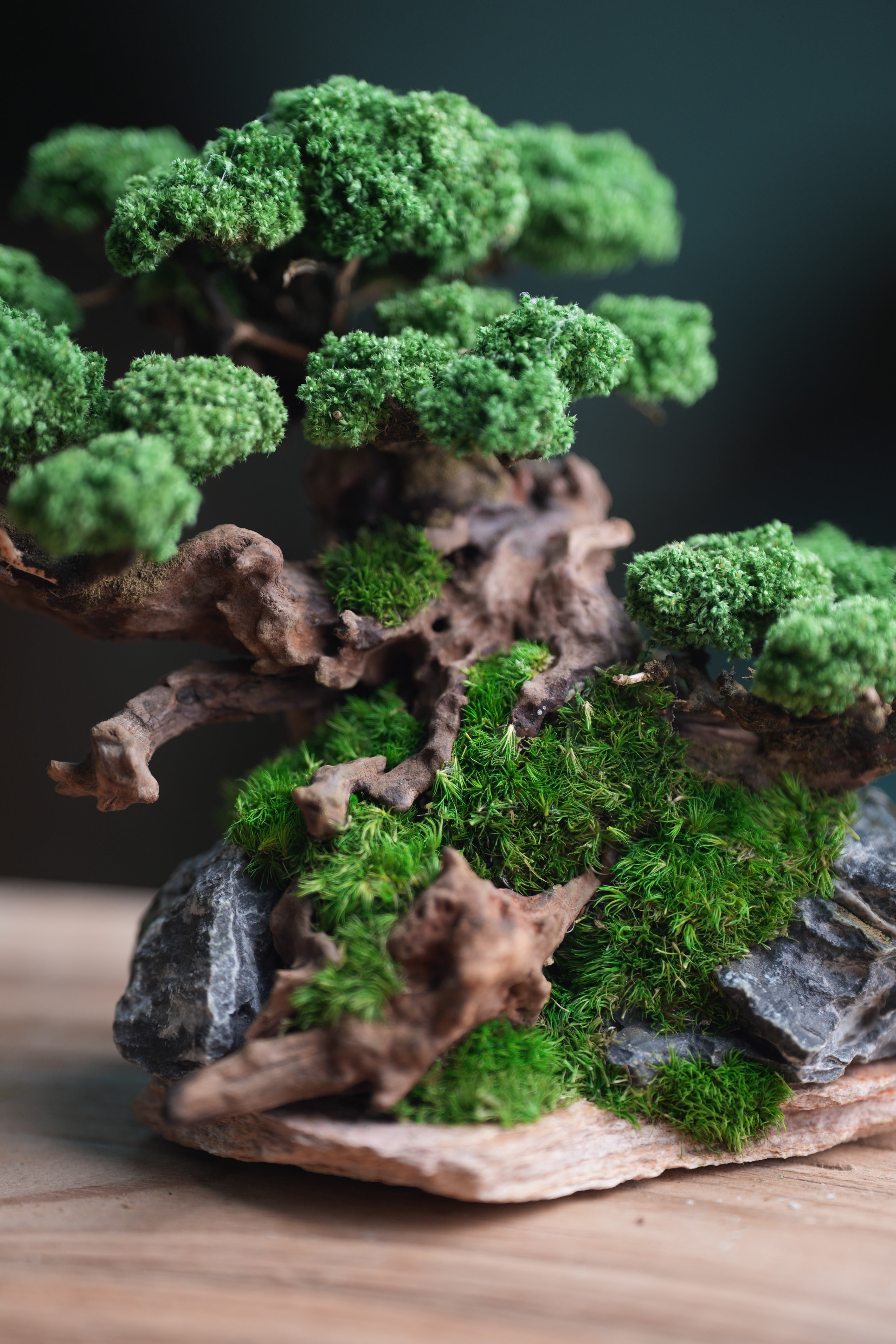 Greenwood - Citadel (Preserved Plants)