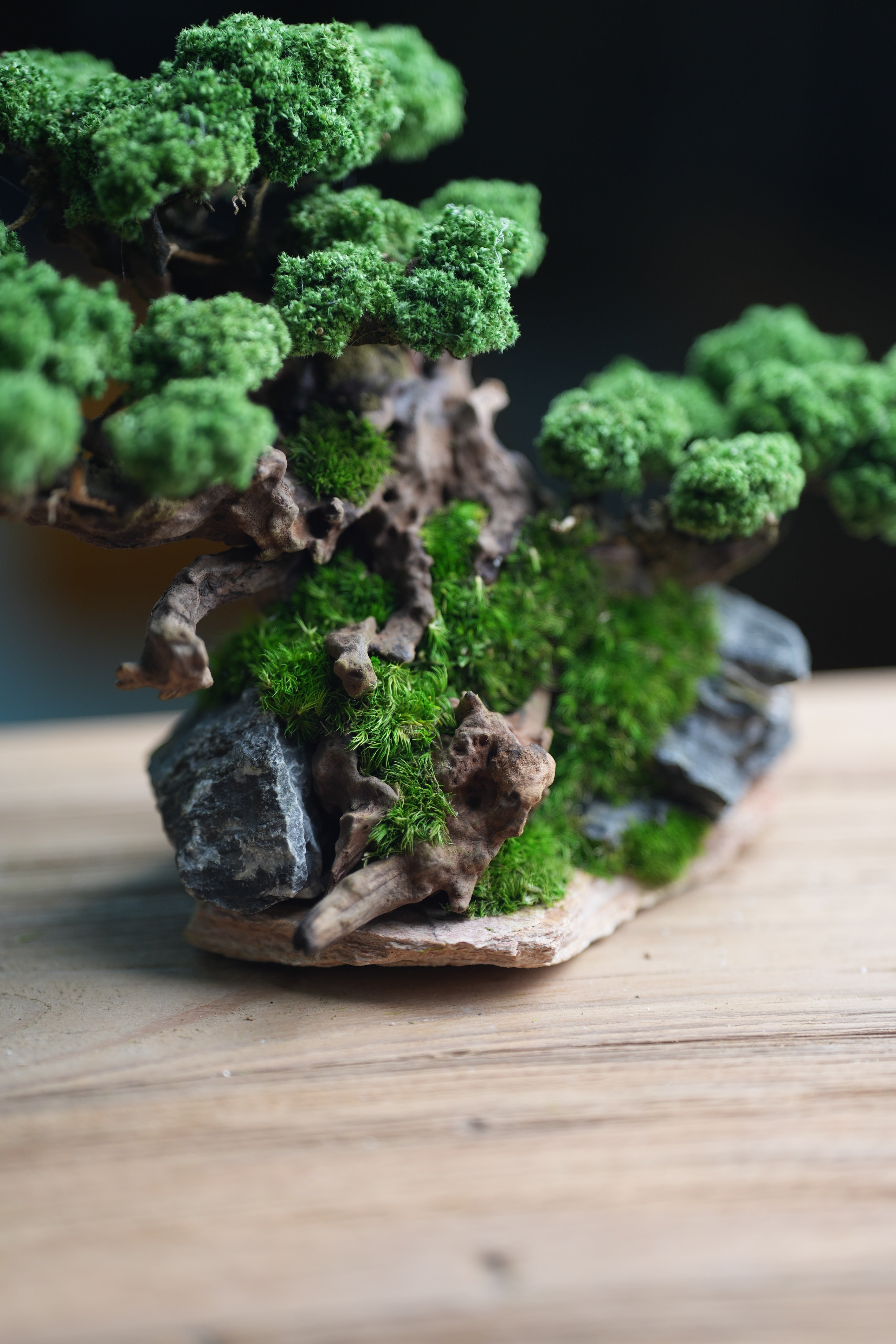 Greenwood - Citadel (Preserved Plants)