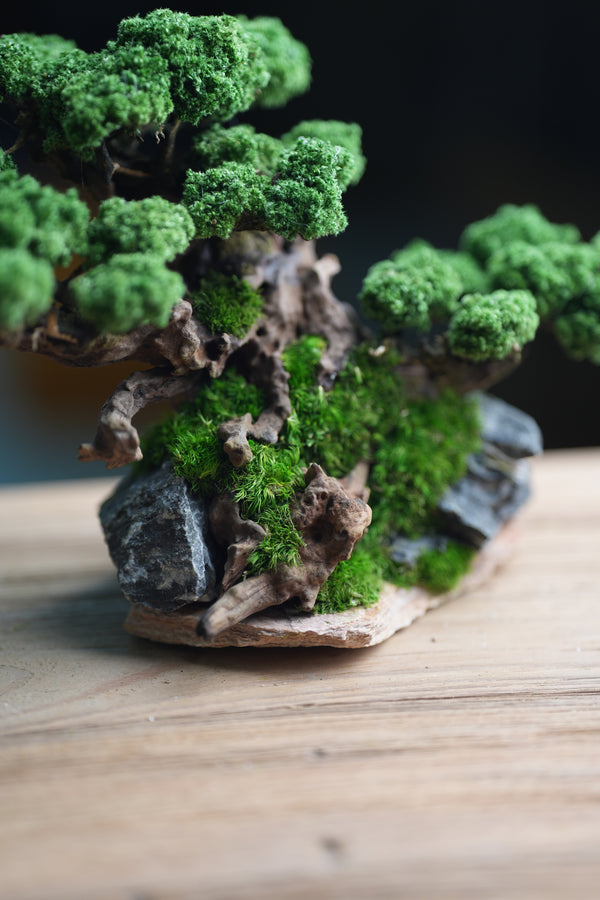 Greenwood - Citadel (Preserved Plants)