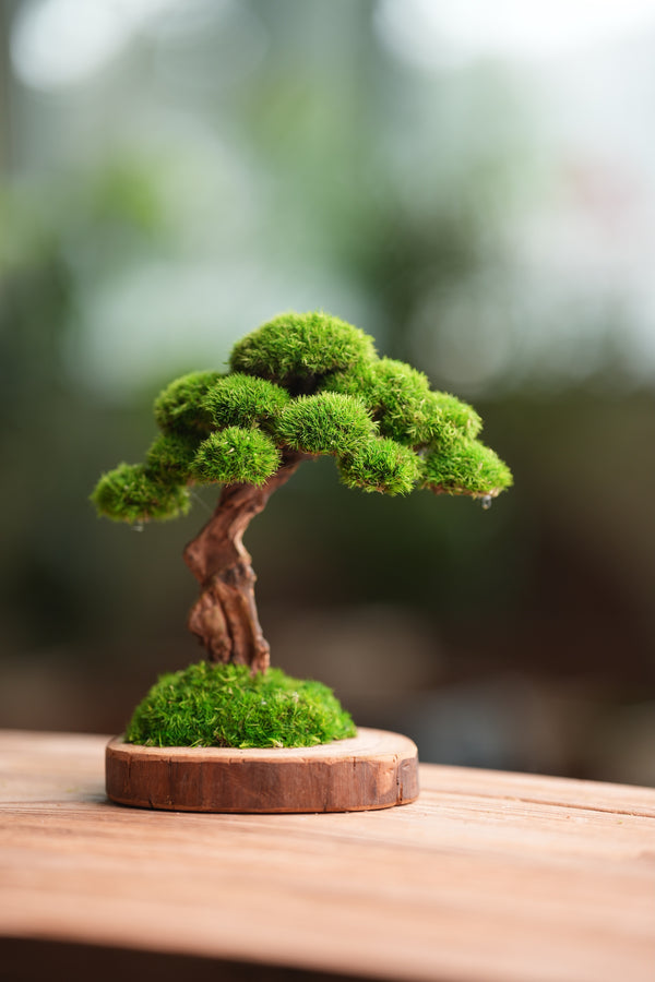 Greenwood - Sophomore (Preserved Plants)