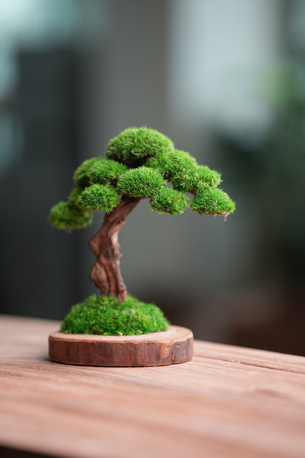 Greenwood - Sophomore (Preserved Plants)