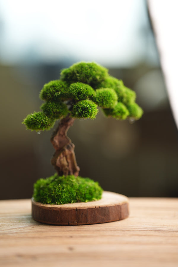 Greenwood - Sophomore (Preserved Plants)