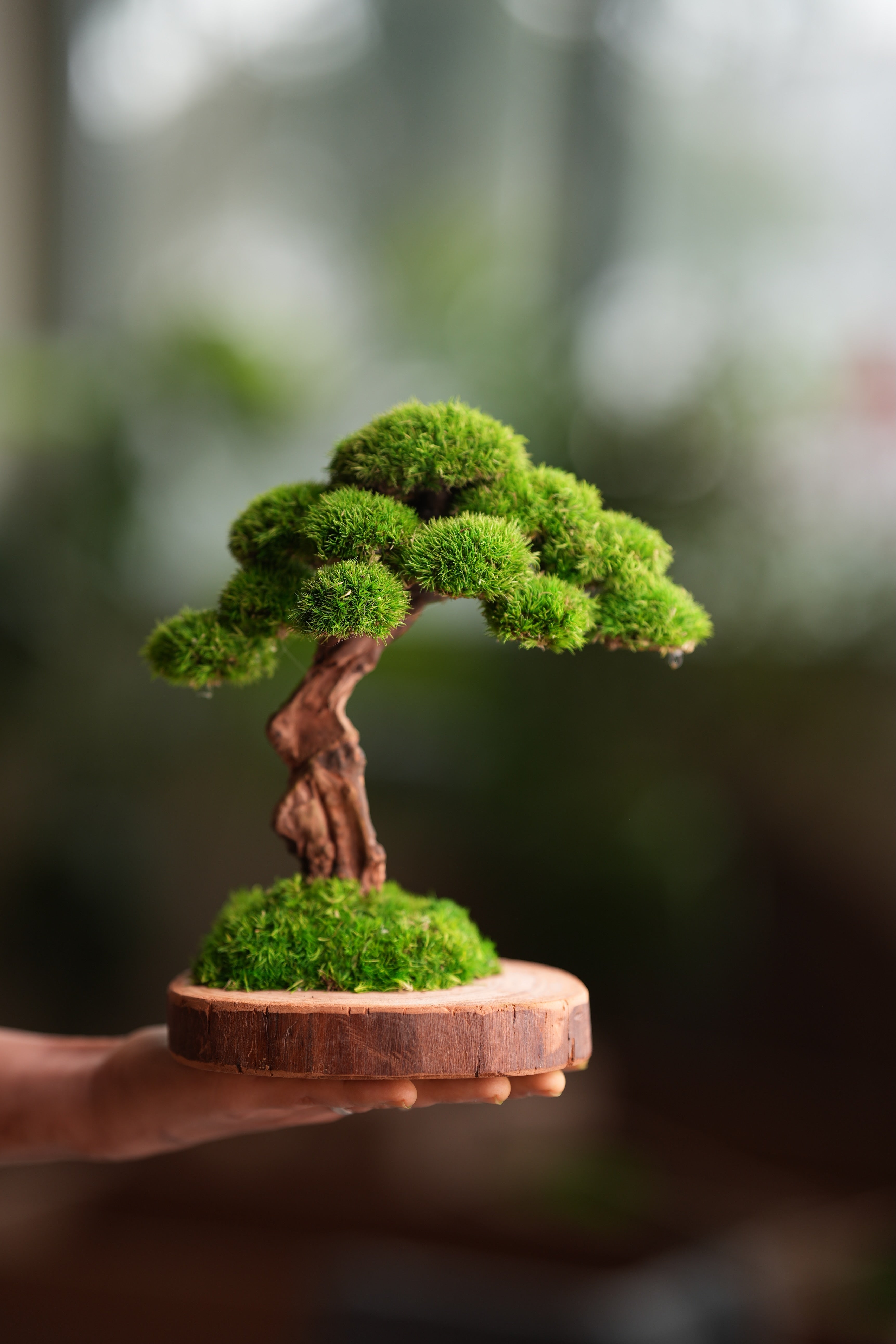 Greenwood - Sophomore (Preserved Plants)