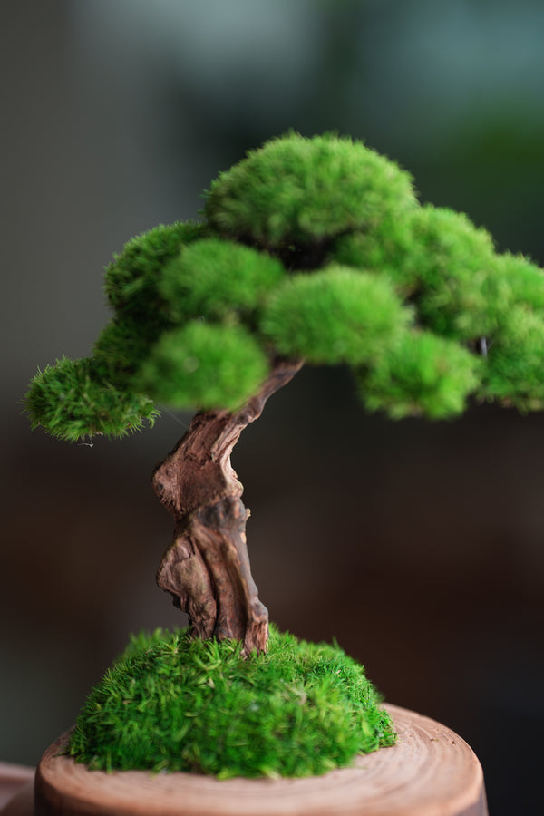 Greenwood - Sophomore (Preserved Plants)