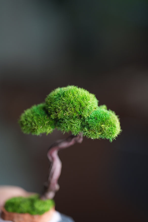 Light in the Garden - Rosewood (Preserved Plants)