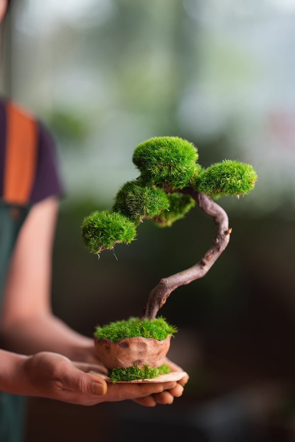 Rosewood (Preserved Plants)