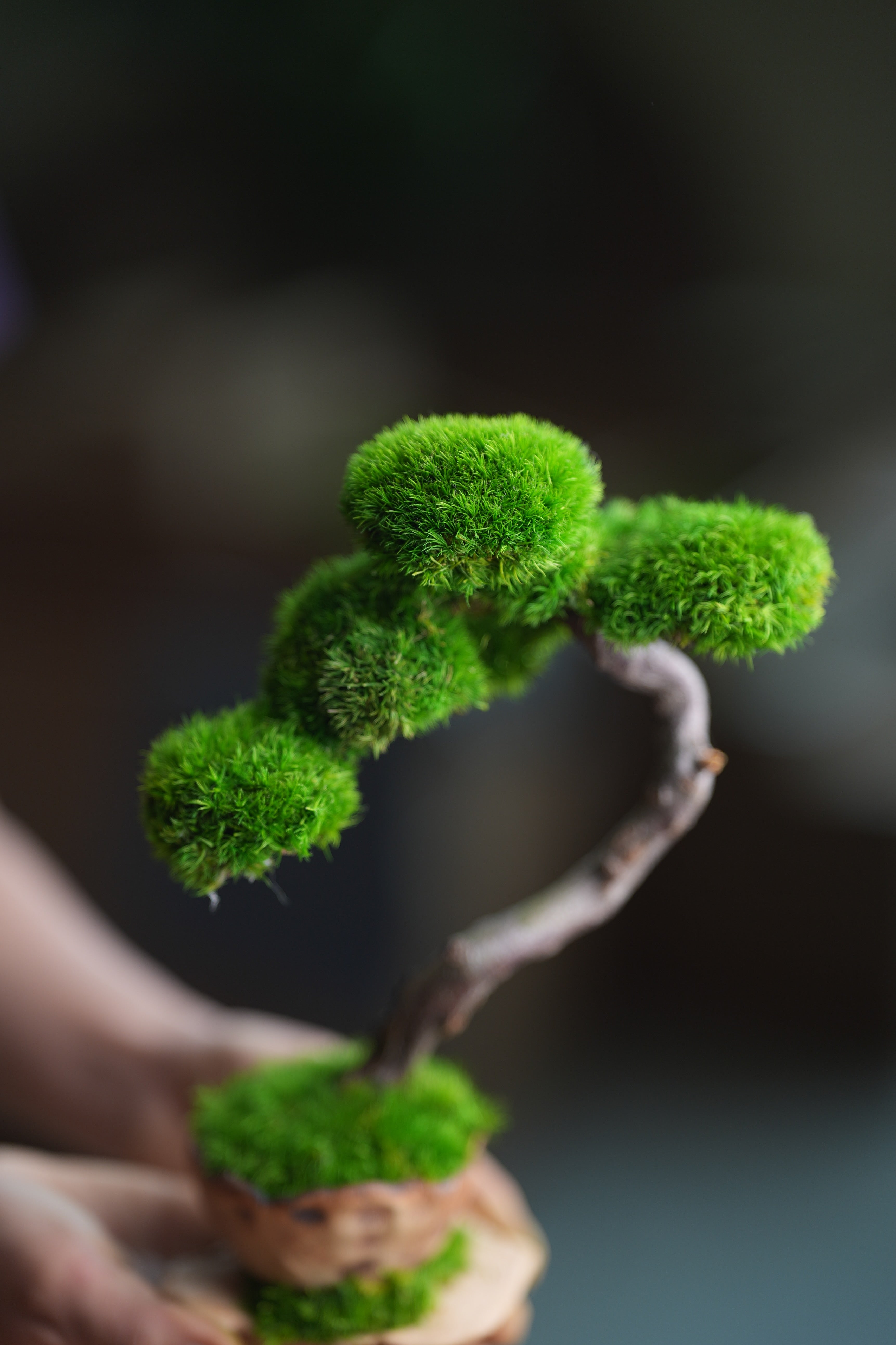 Rosewood (Preserved Plants)