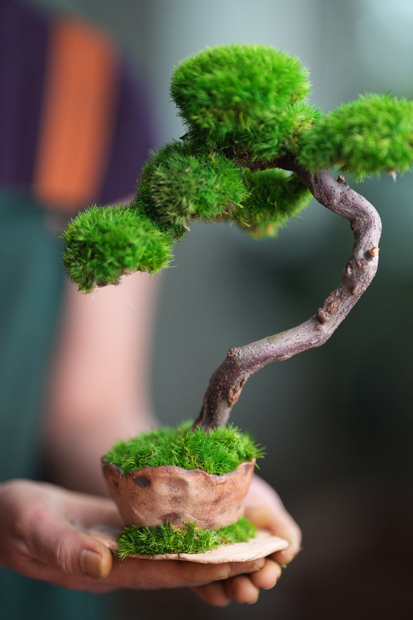 Rosewood (Preserved Plants)