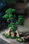 Lone Pine - Young (Preserved Plants)