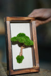 A Small Tree in the East - Wall Hanging edition (Preserved Plants)