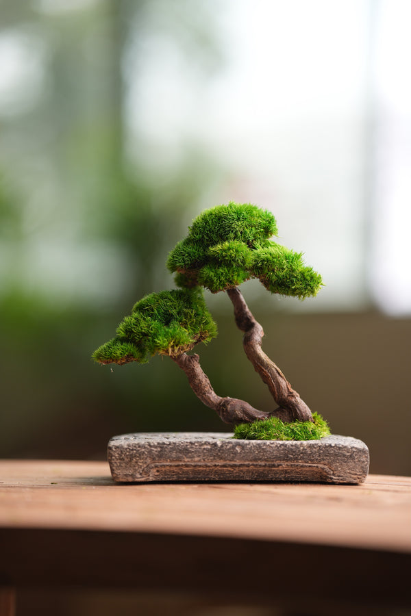 Rosewood - Twins (Preserved Plants)