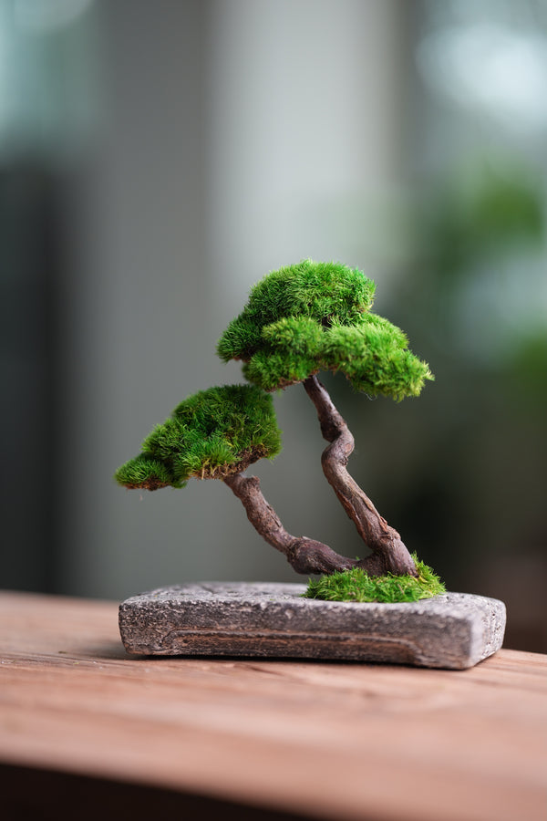 Rosewood - Twins (Preserved Plants)