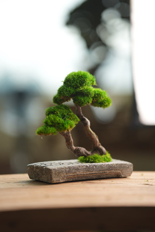 Rosewood - Twins (Preserved Plants)