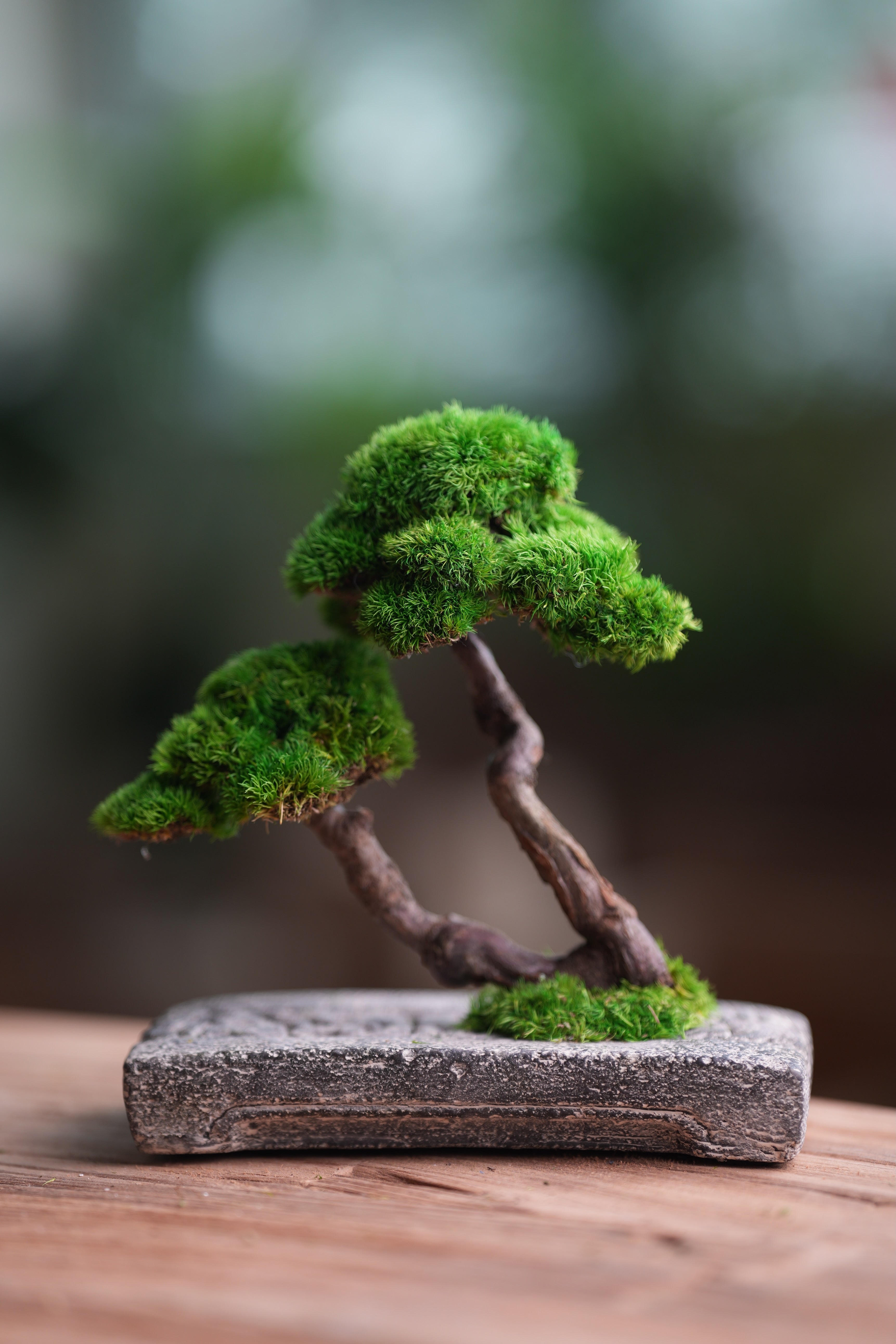 Rosewood - Twins (Preserved Plants)