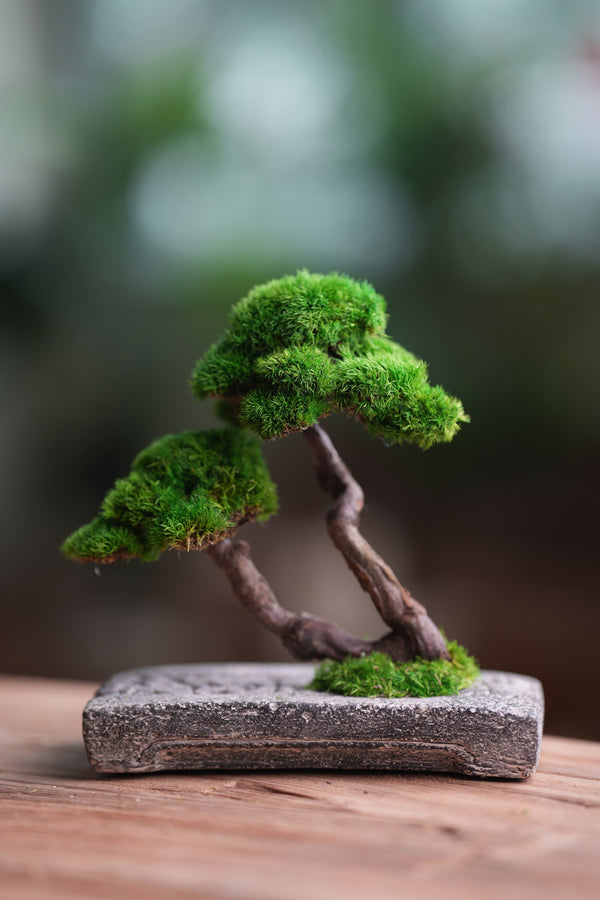 Rosewood - Twins (Preserved Plants)