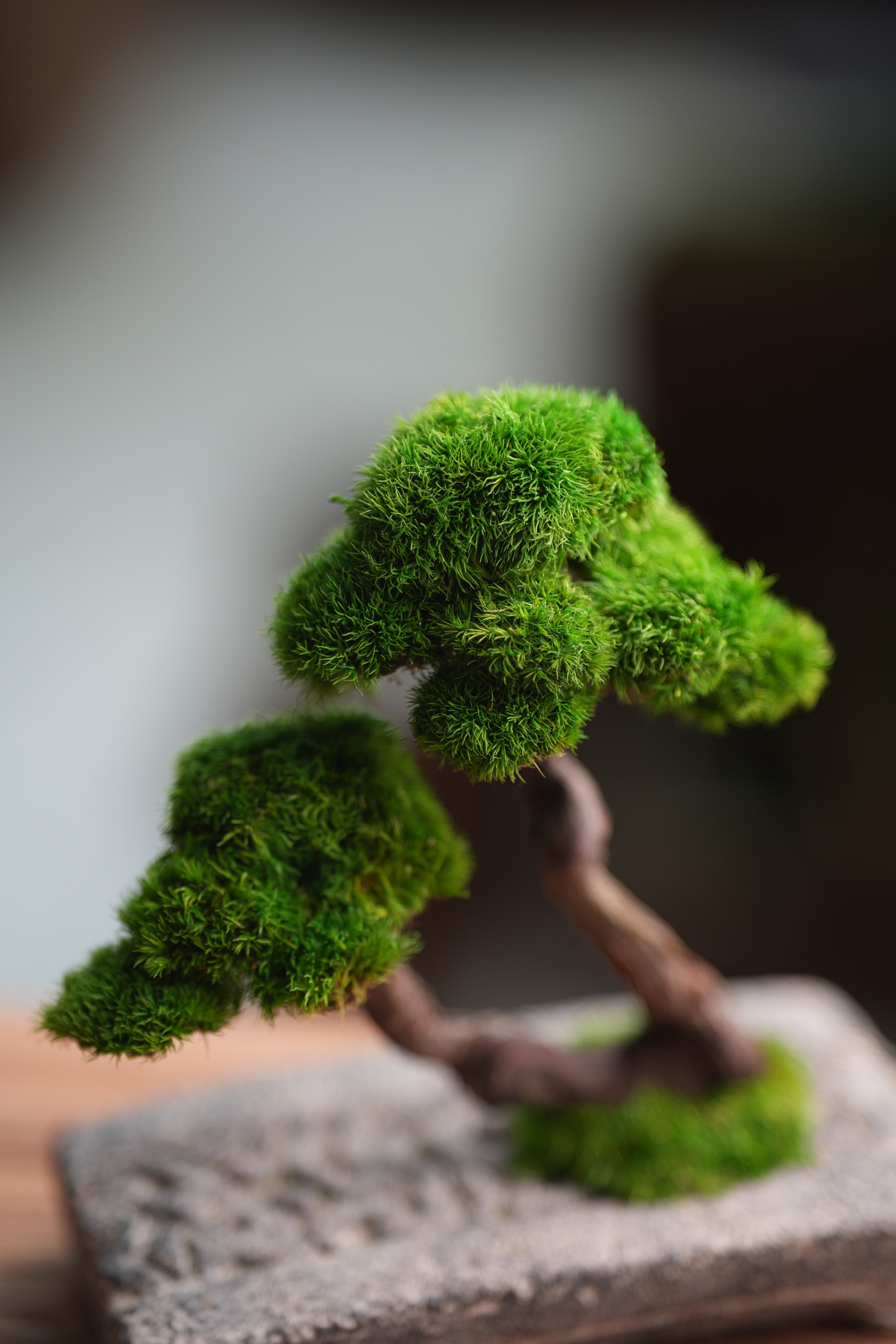 Rosewood - Twins (Preserved Plants)