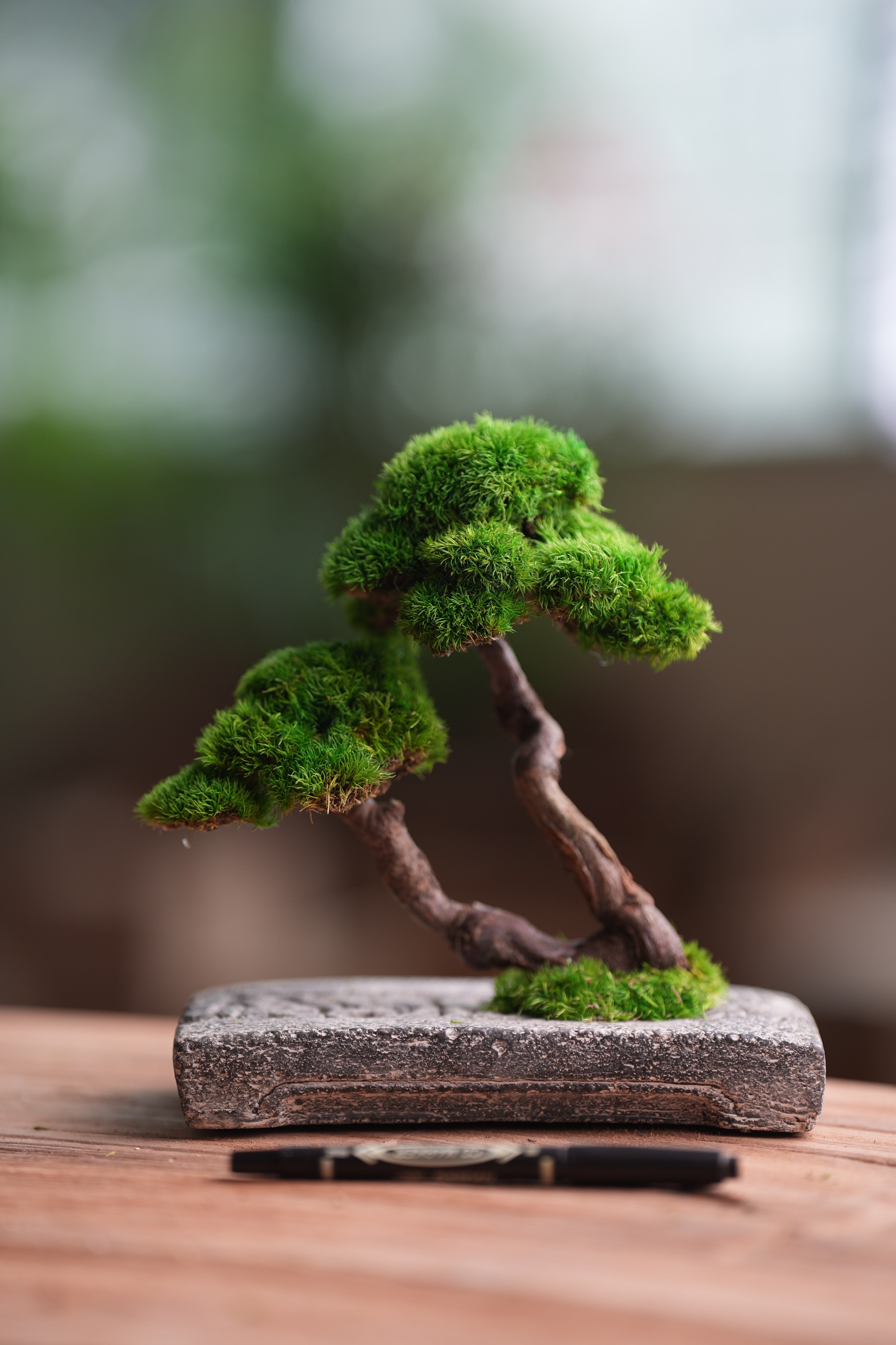 Rosewood - Twins (Preserved Plants)