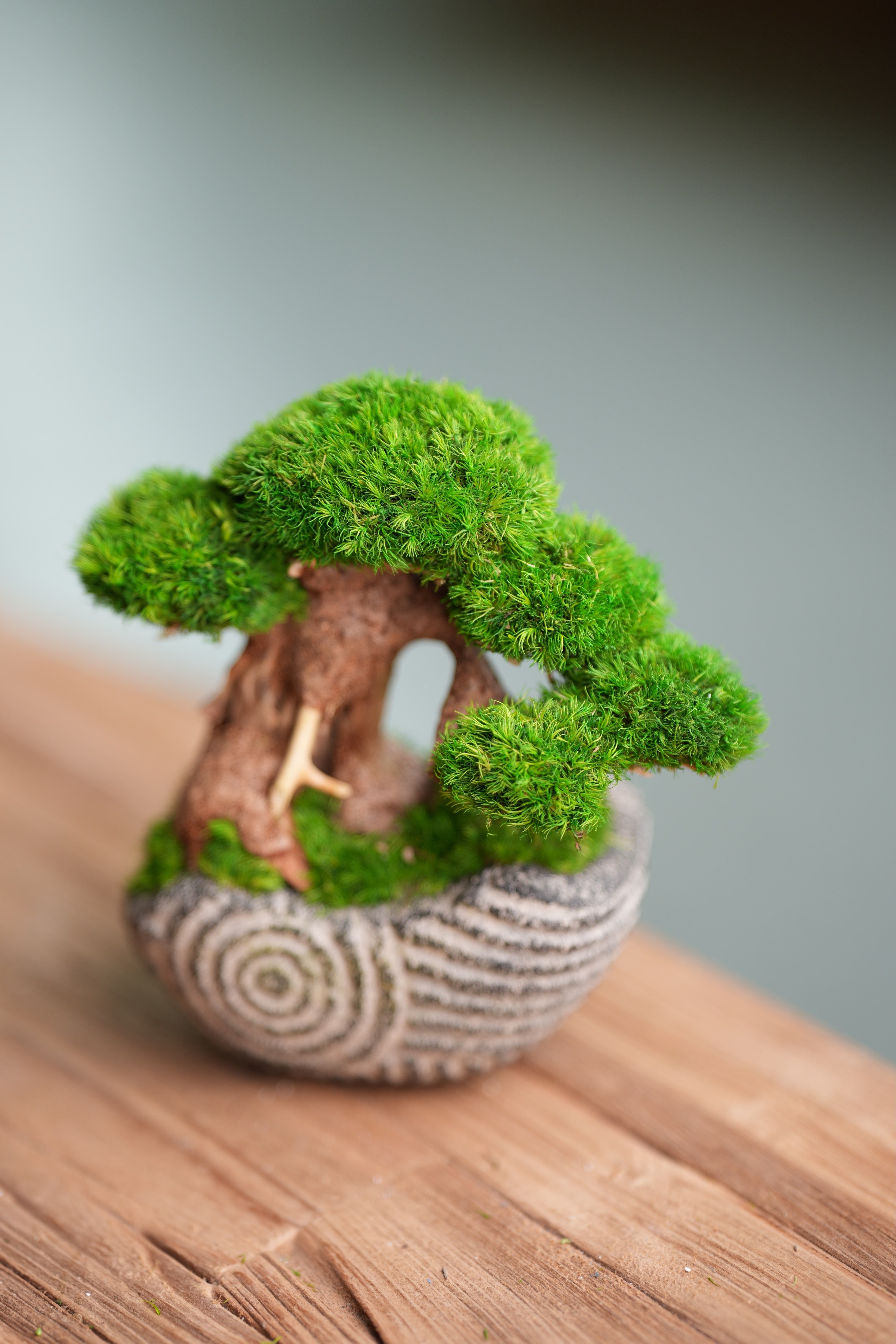 Slow Wood - Young - Anchor Spiral edition (Preserved Plants)