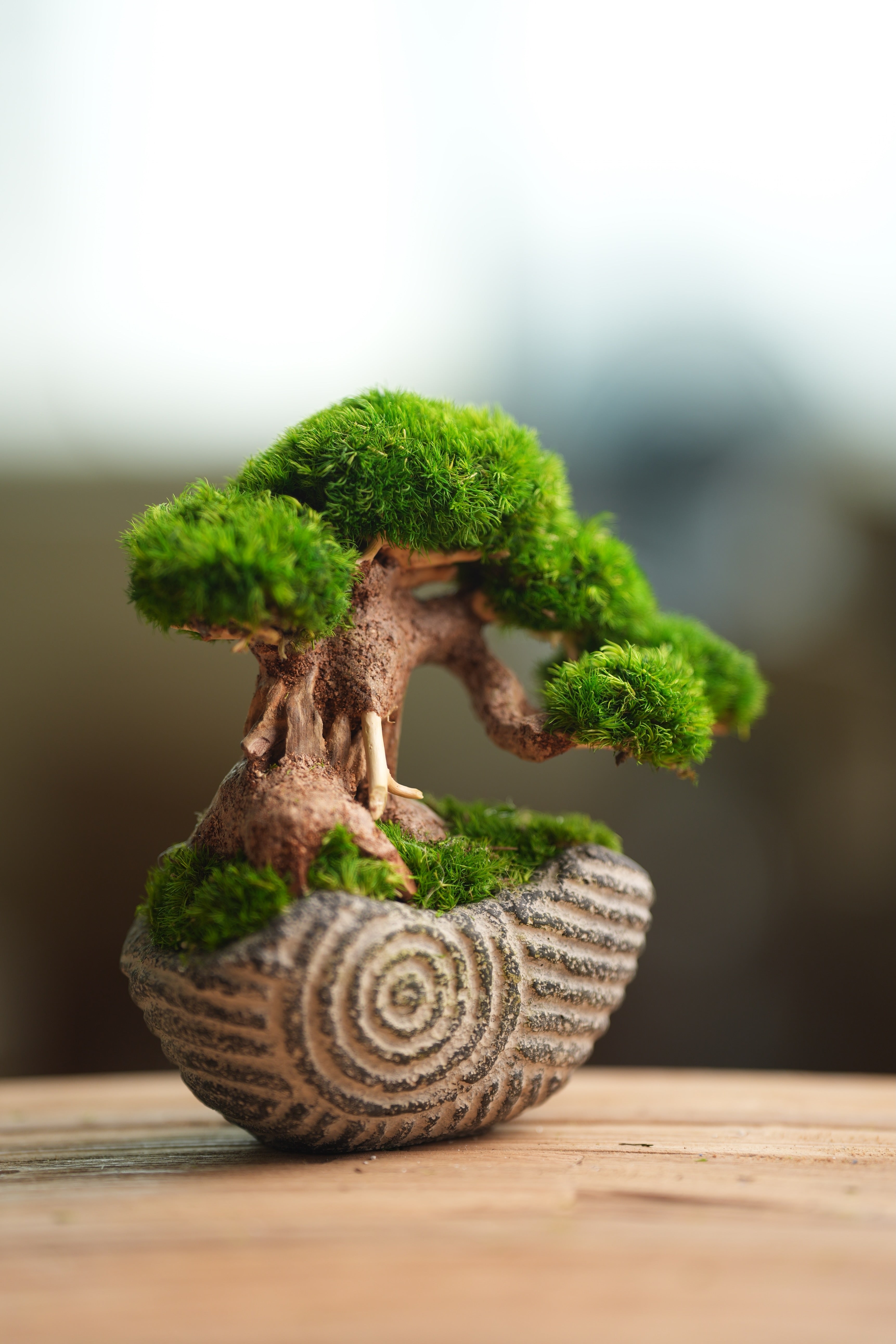 Slow Wood - Young - Anchor Spiral edition (Preserved Plants)