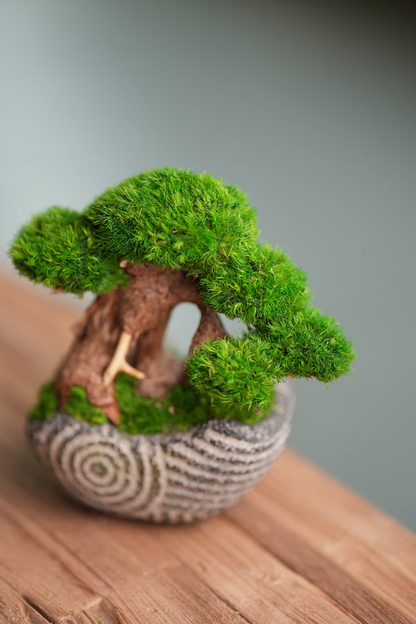 Slow Wood - Young - Anchor Spiral edition (Preserved Plants)