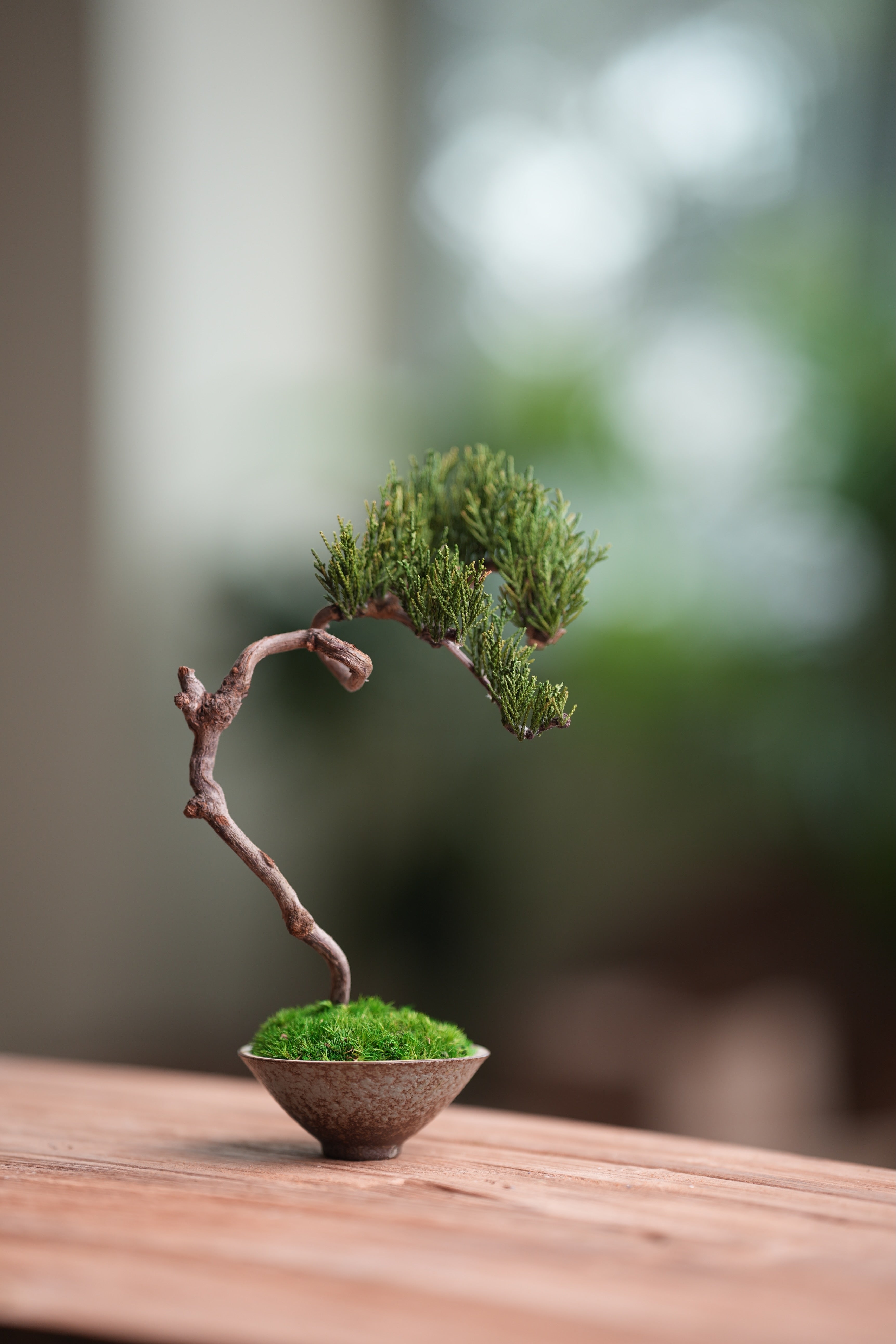 Poet of the Forest - Rosewood of the Cultured Garden (Preserved Plants)