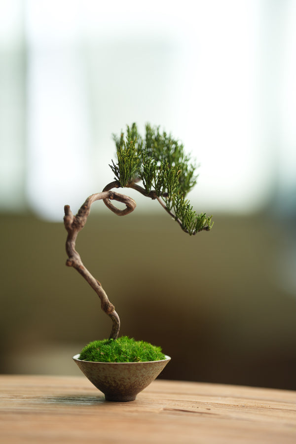 Poet of the Forest - Rosewood of the Cultured Garden (Preserved Plants)