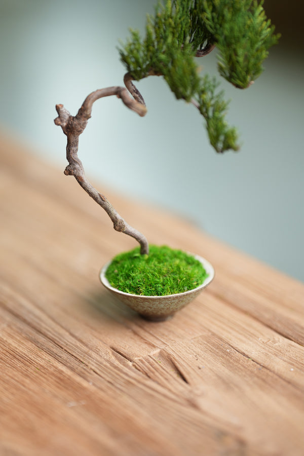 Poet of the Forest - Rosewood of the Cultured Garden (Preserved Plants)