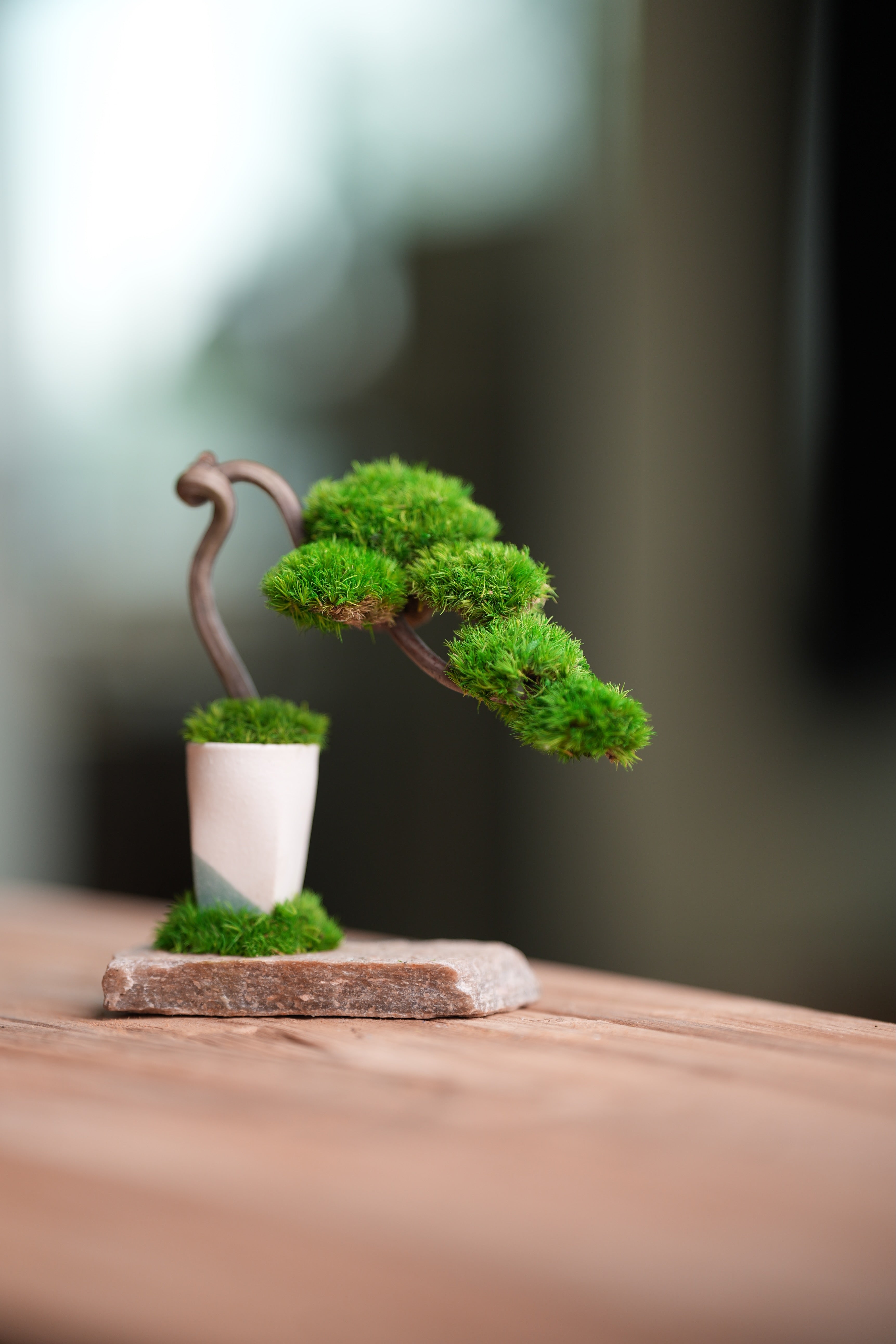 A Small Tree in the East - Classics (Preserved Plants)