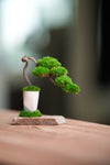 A Small Tree in the East - Classics (Preserved Plants)
