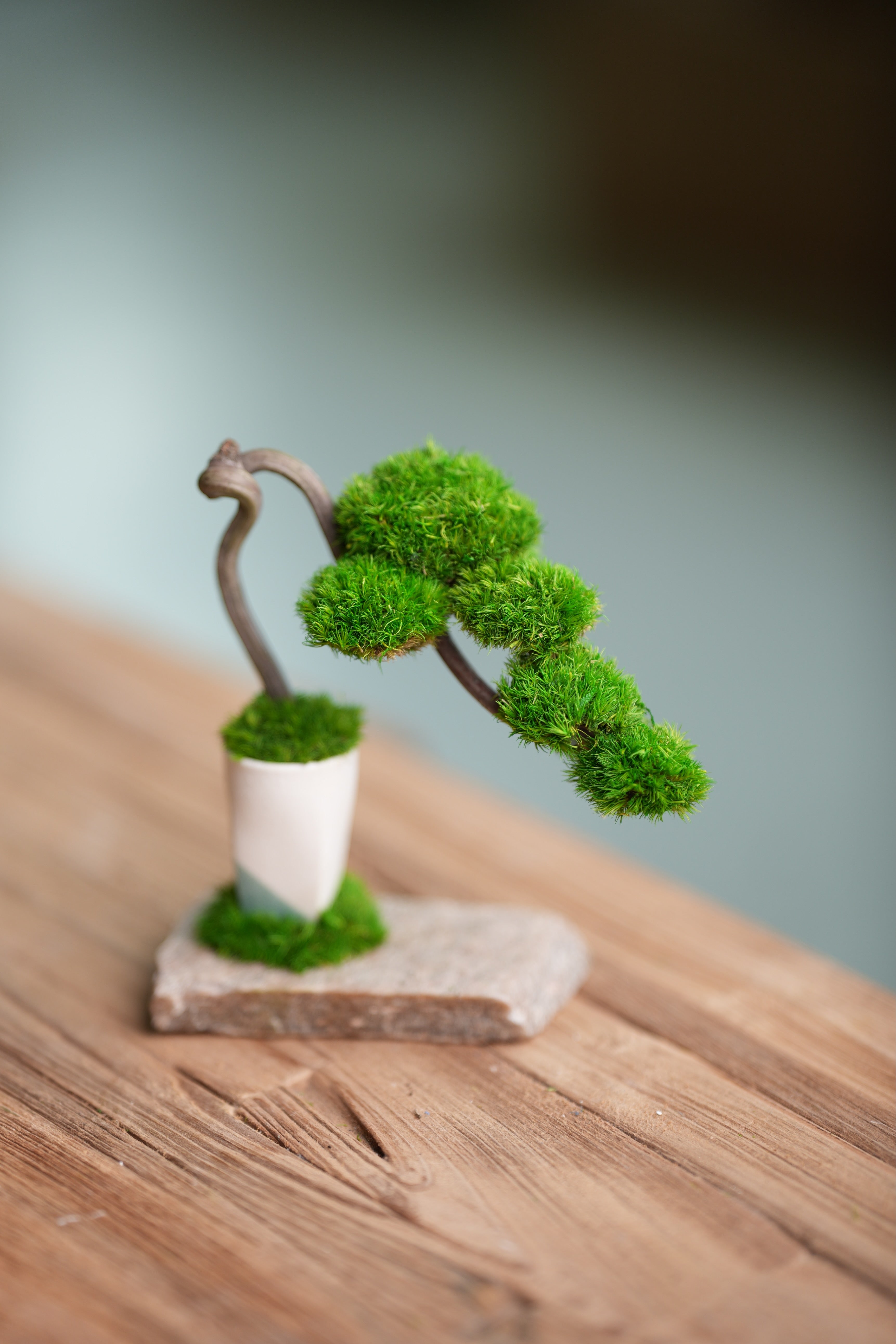 A Small Tree in the East - Classics (Preserved Plants)