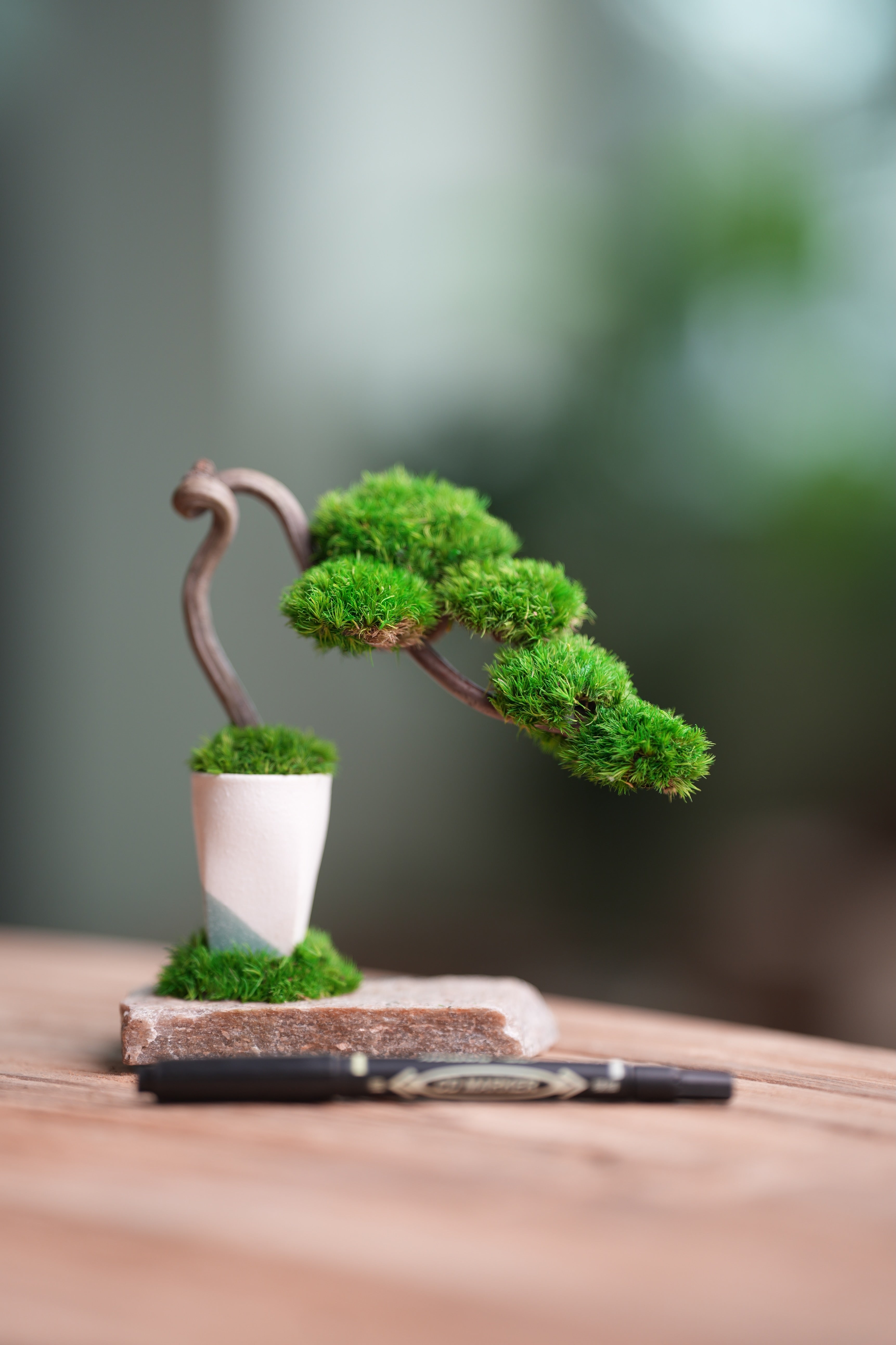 A Small Tree in the East - Classics (Preserved Plants)