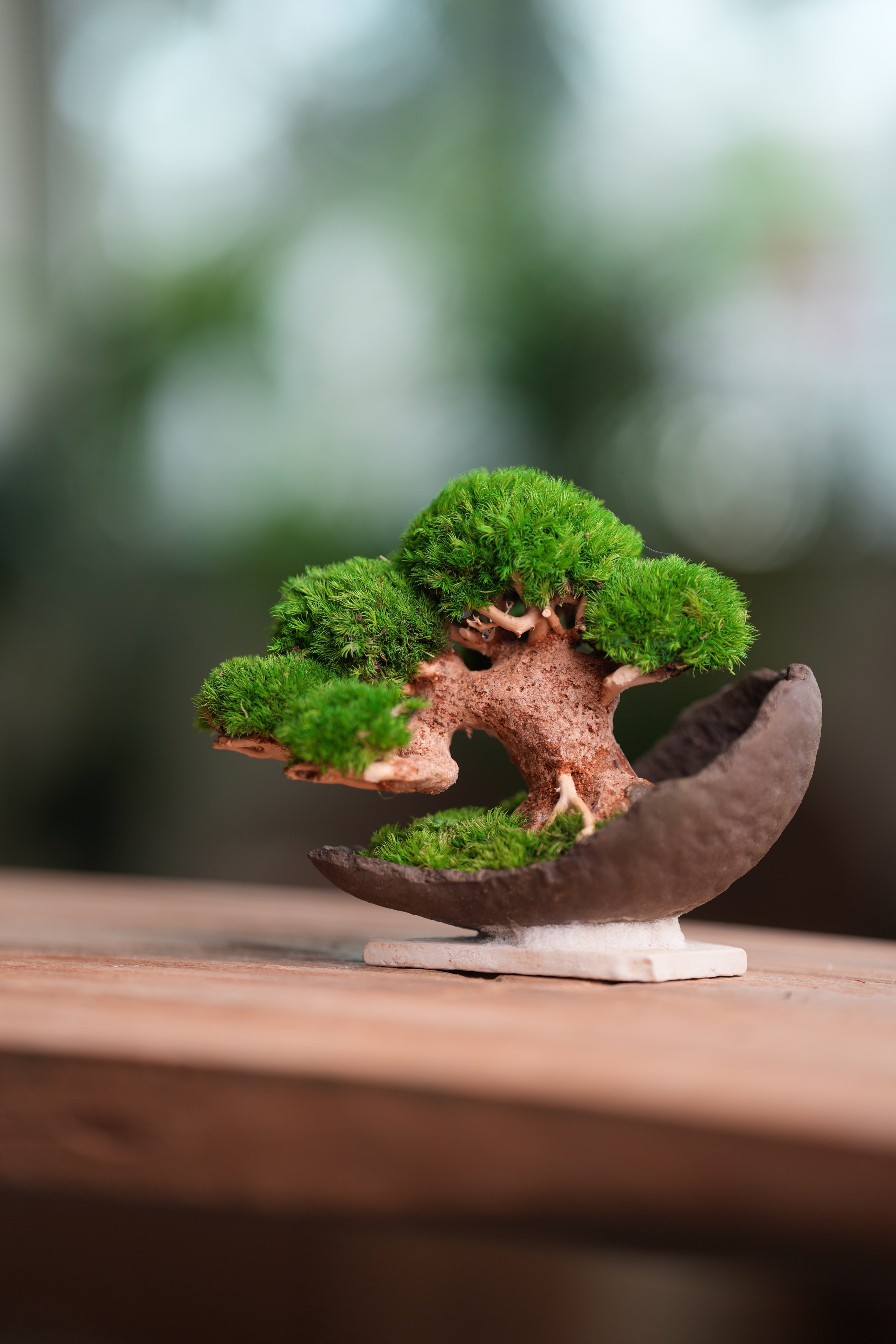 Slow Wood - Young - Half Moon (Preserved Plants)