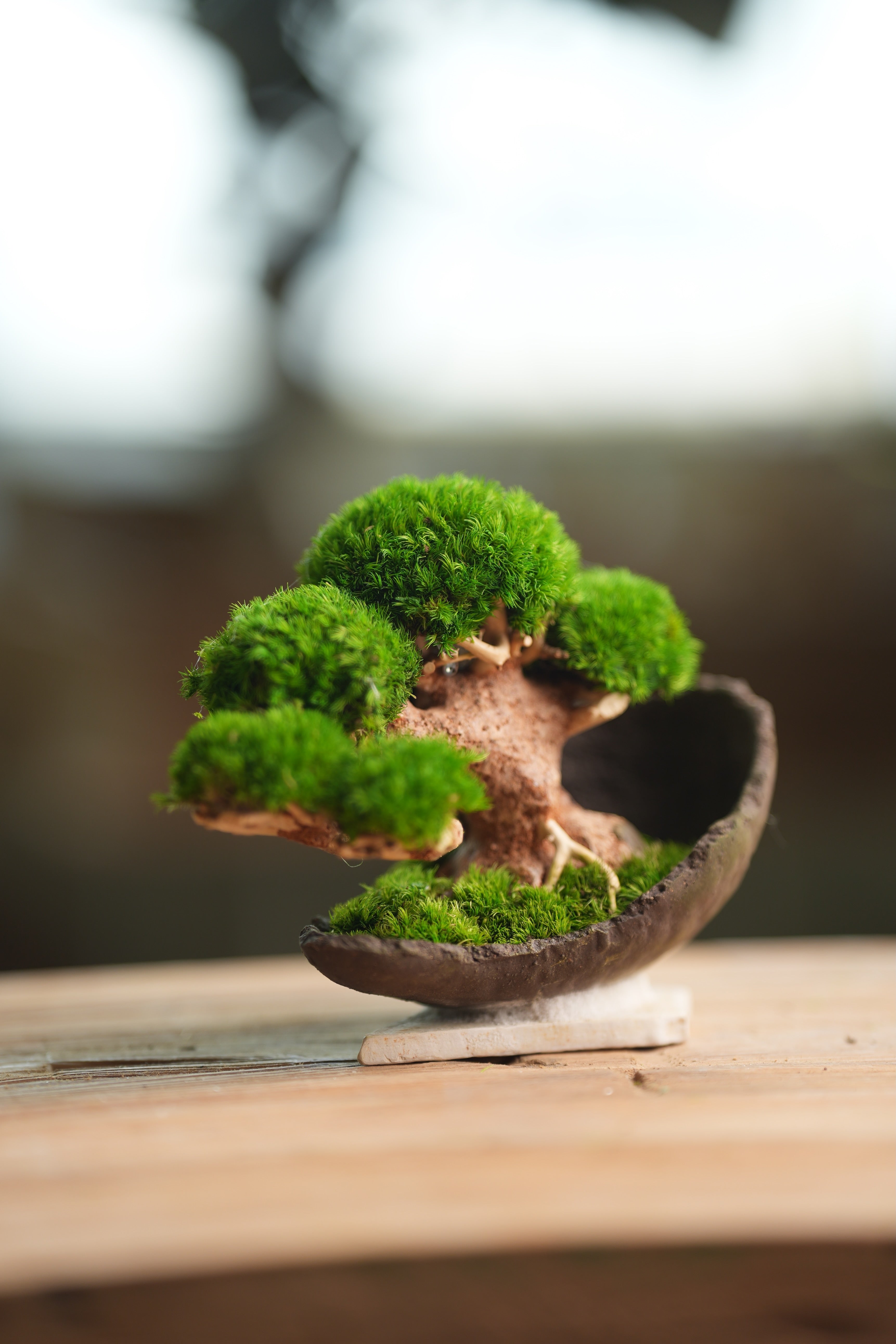 Slow Wood - Young - Half Moon (Preserved Plants)