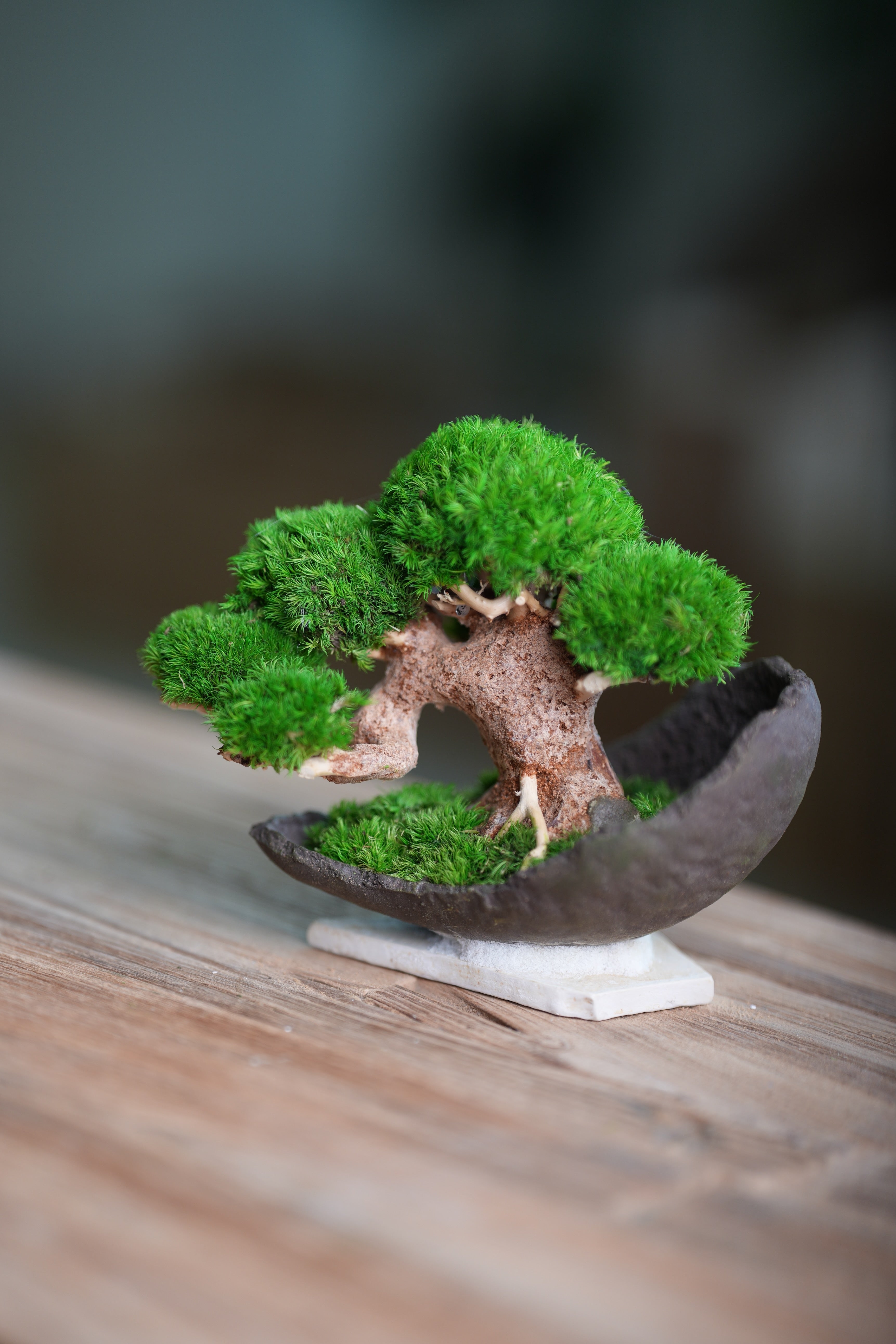 Slow Wood - Young - Half Moon (Preserved Plants)