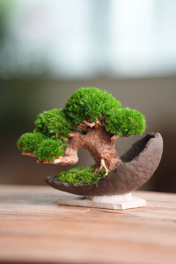 Slow Wood - Young - Half Moon (Preserved Plants)