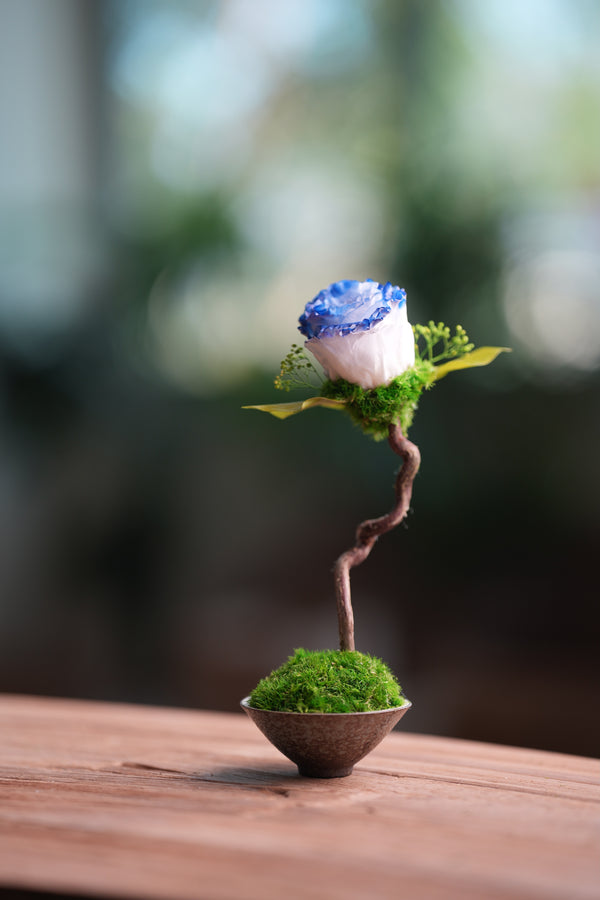 Children of the Forest - Jupiter - Blue Dream (Preserved Plants)