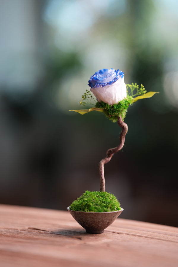 Children of the Forest - Jupiter - Blue Dream (Preserved Plants)