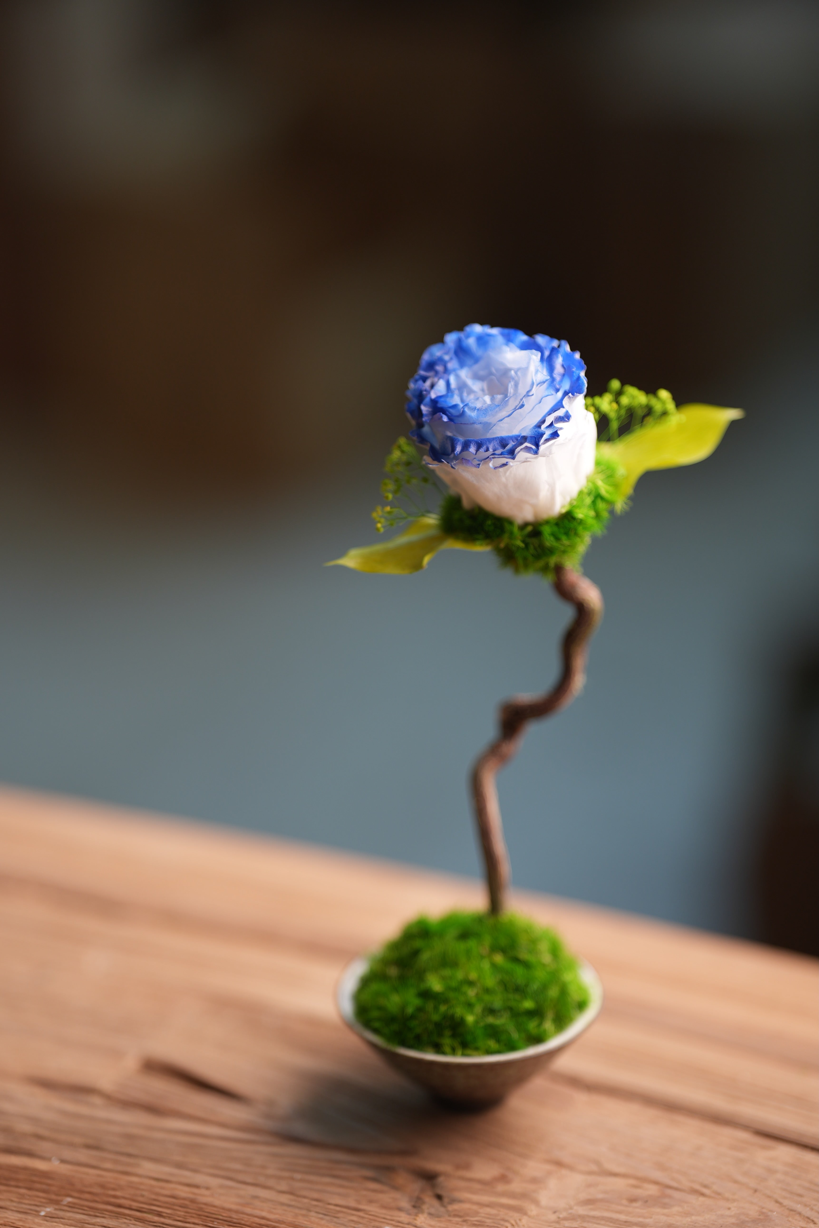 Children of the Forest - Jupiter - Blue Dream (Preserved Plants)