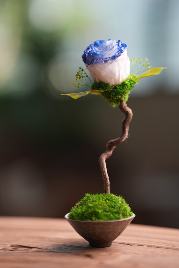 Children of the Forest - Jupiter - Blue Dream (Preserved Plants)