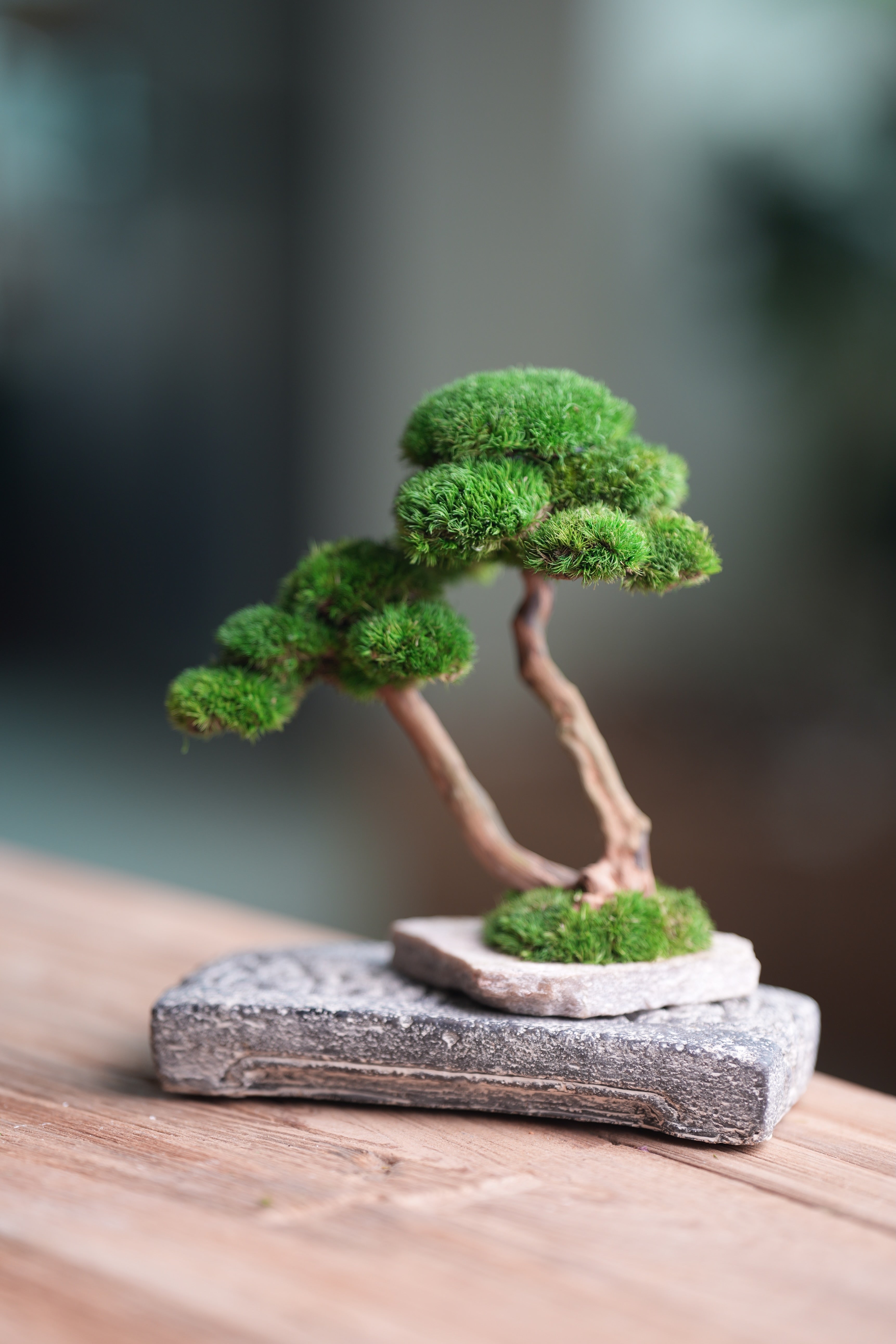 Greenwood - Twins (Preserved Plants)