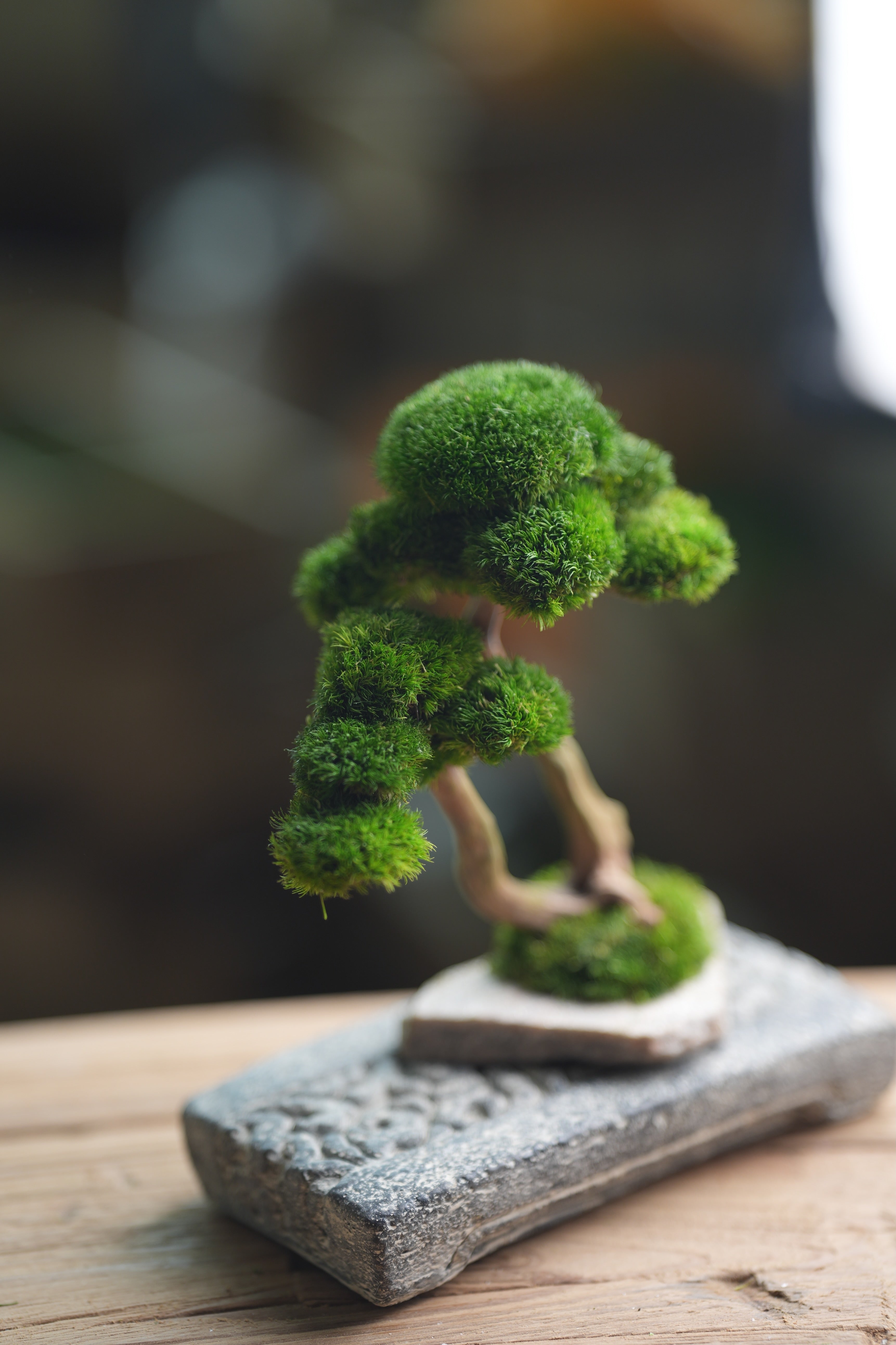 Greenwood - Twins (Preserved Plants)