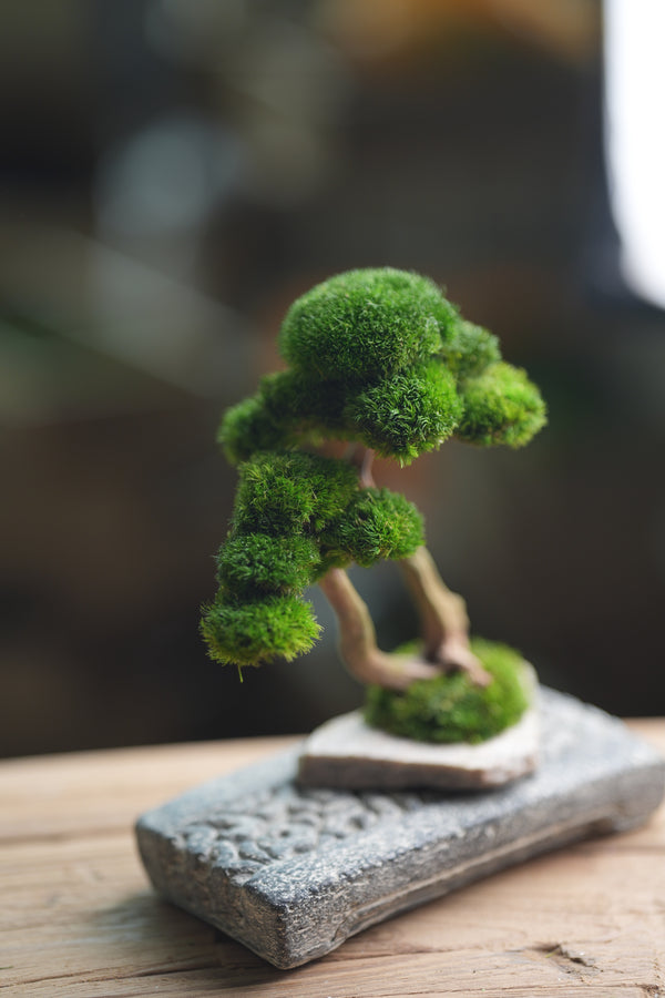 Greenwood - Twins (Preserved Plants)