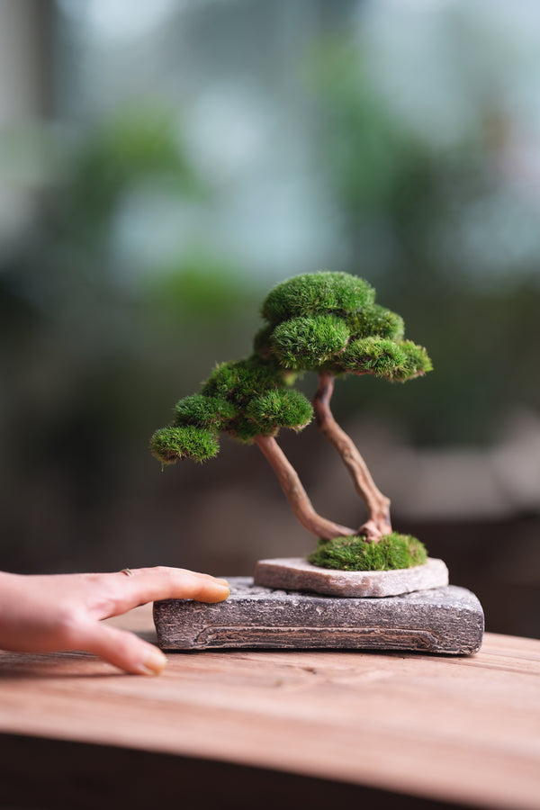 Greenwood - Twins (Preserved Plants)