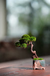 Juniper by the Winding Path - Classics (Preserved Plants)