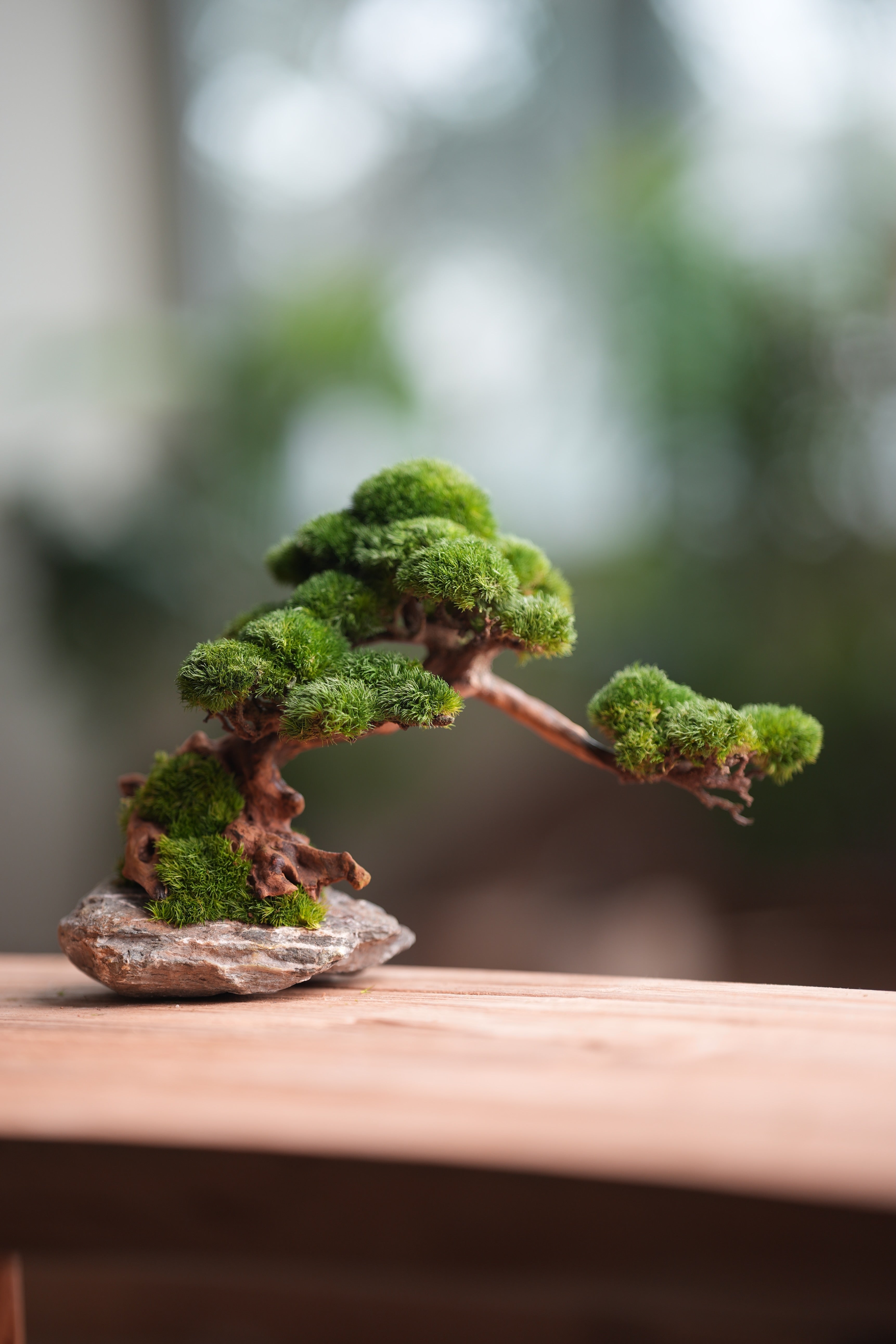 Greenwood - Stone Rest (Preserved Plants)