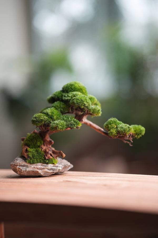 Greenwood - Stone Rest (Preserved Plants)