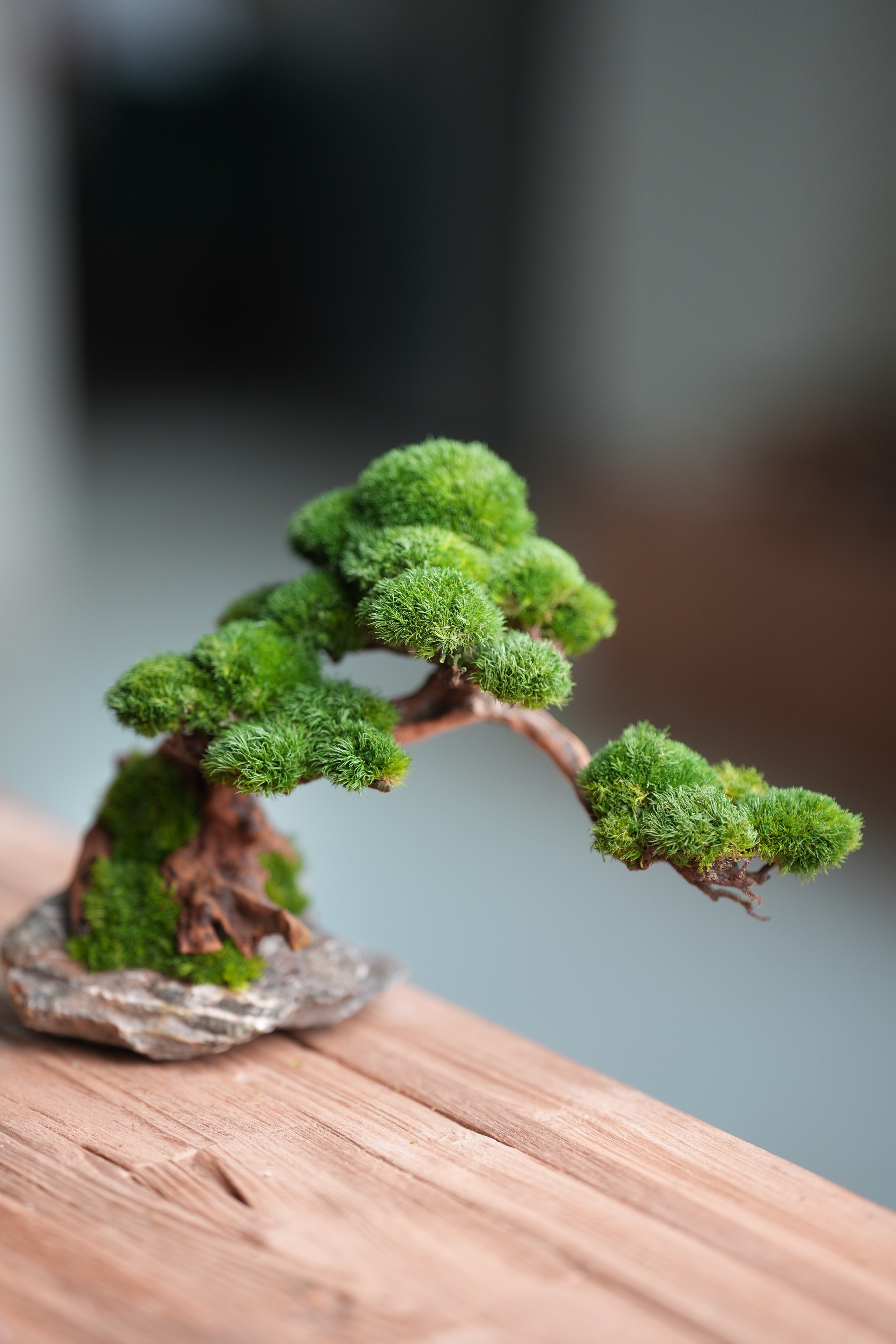 Greenwood - Stone Rest (Preserved Plants)